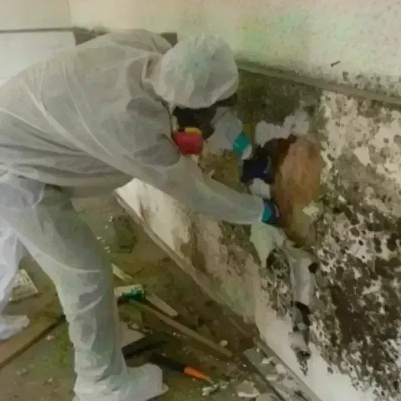 Mold Remediation and Removal in Niantic, CT